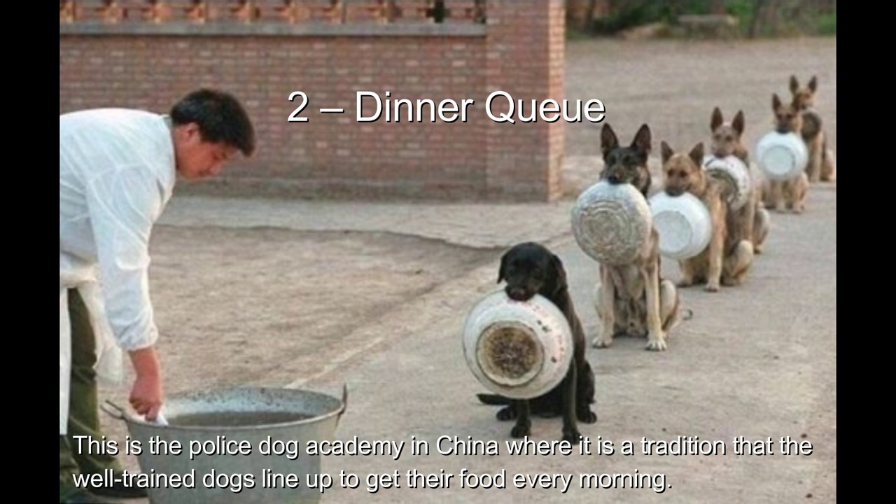 Top 10 Very Patient Dogs Waiting In Lines And Queues