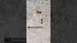 Ants! semut semut kecil - hitam merah adu kekuatan #shorts #shortssemut