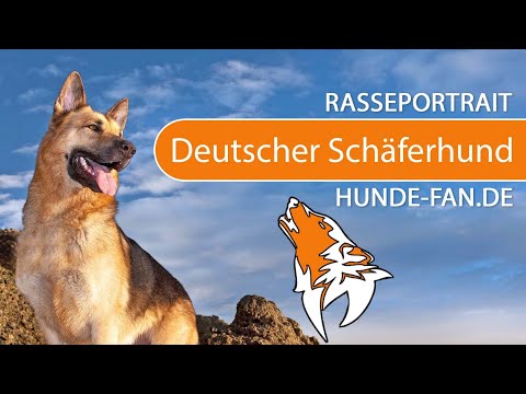 ► Deutscher Schäferhund [2018] Rasse, Aussehen &amp; Charakter