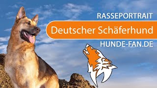 ► German Shepherd [2020] History, Appearance, Temperament, Training, Exercise, Care & Health