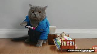 Cats enunciated The Cat in The Bird Tree Episode 33 Season 2