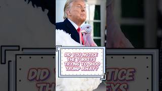 Did you notice the Turkeys to shoo Trump away-1 #shorts#trump#turkey#thankgiving#celebrity#trending