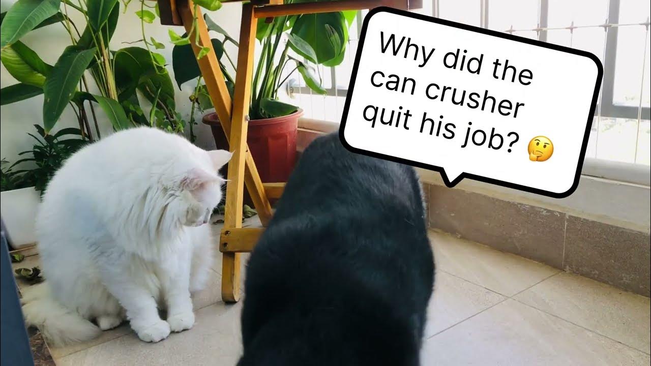 😹 Why did the can crusher quit his job? 😹 Funny Cats Funny Jokes