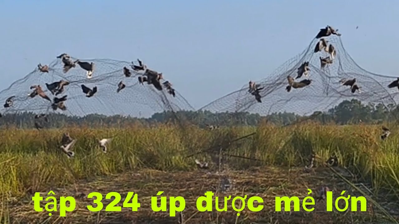 tập 324 bẫy cu ngói cùng ông bạn Chẻ úp được mẻ cu ngói lớn