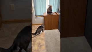 Silly Cat Bats Other Cat From Inside A Table