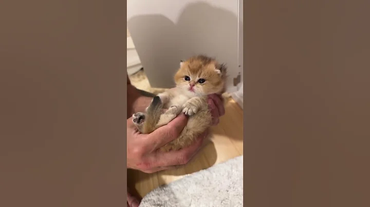 Watch the video about Munchkin cat|munchkin kitten|cats munchkin|cats kittens#youtube#ytshorts#youtubeshorts#dubai#usa#uae