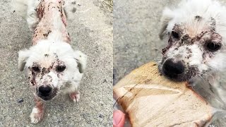 A bruised stray dog smiles and begs for food, I can't say no...