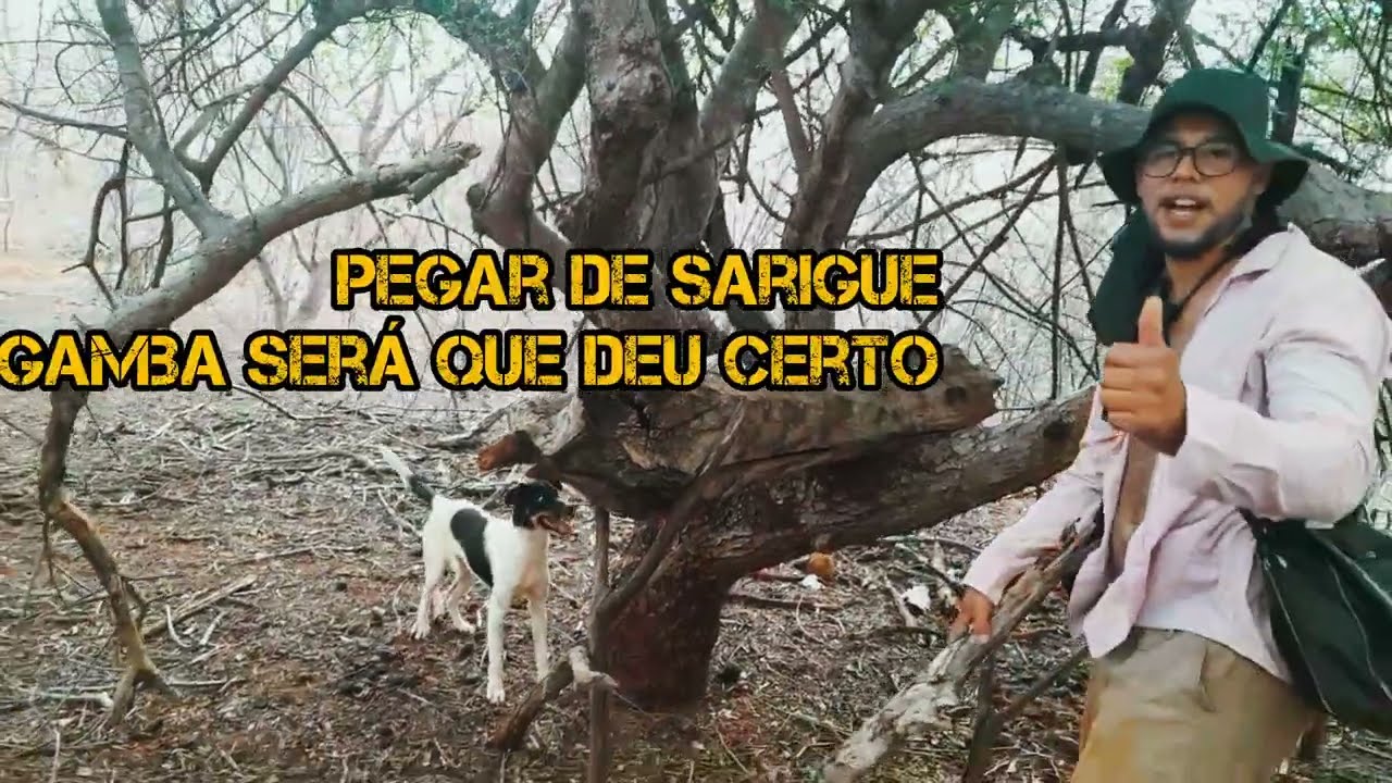 A SARIGUE GAMBA TENTANDO PROTEGER SEUS FILHOS  VAMOS VER ESTE CAMPITULO NÉ