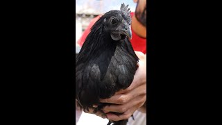 Lets Slaughter A Black Chicken
