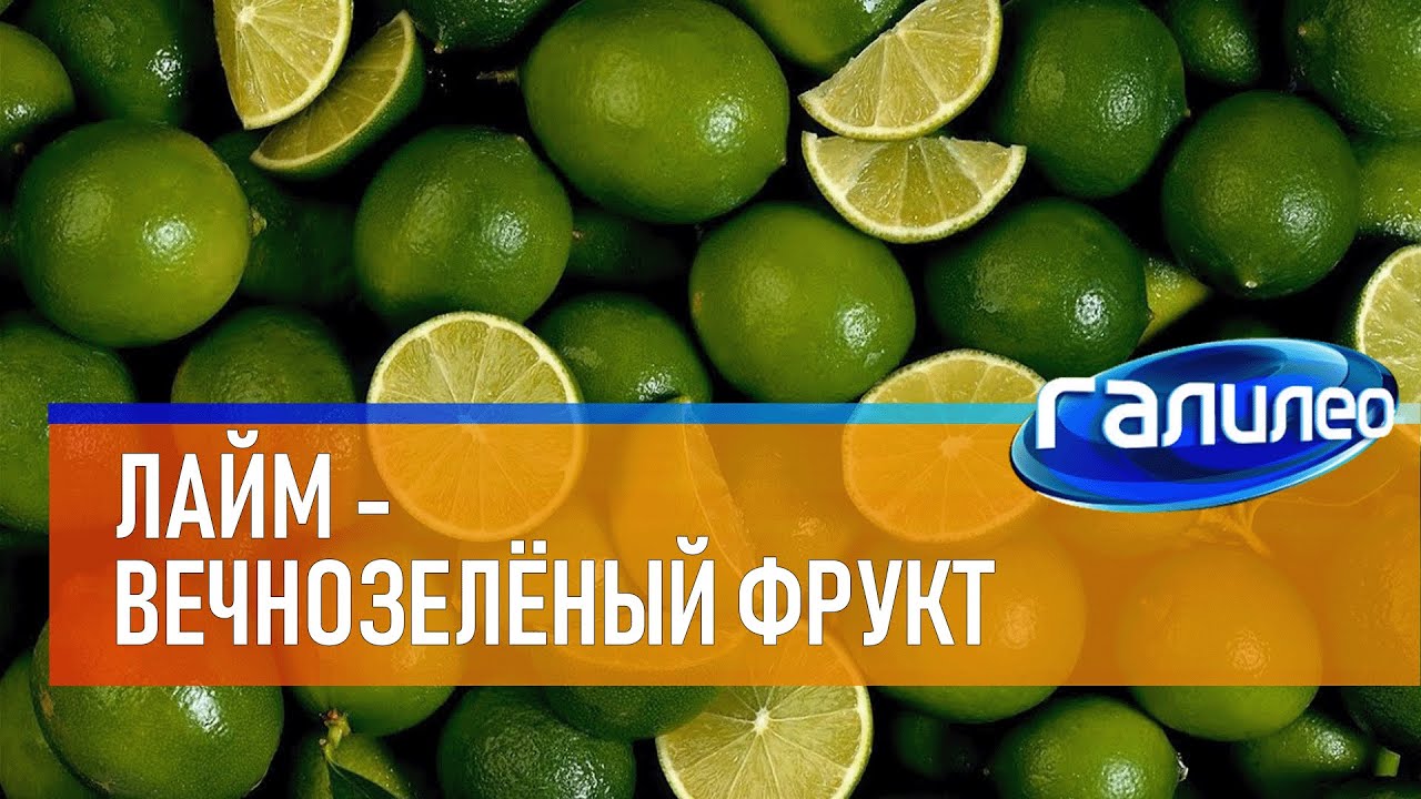 Галилео 🍋 Лайм - вечнозелёный фрукт