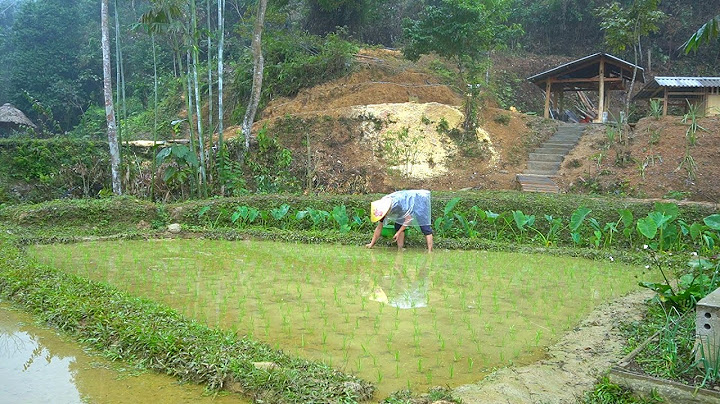 Facing the harsh winter weather. Growing wet rice and taro in cold windy weather