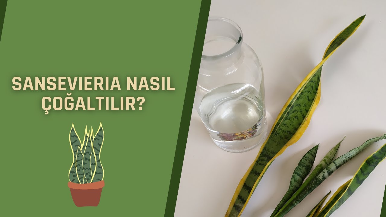 KILIÇ BİTKİSİ NASIL ÇOĞALTILIR?
