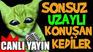 youtube video statistics for komik kedi videolari konusan kediler 1001 yeni bolum noxinfluencer