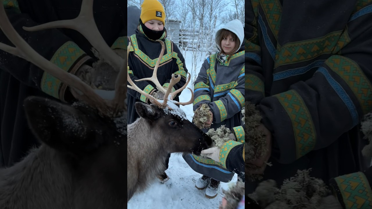 🦌Тундра парк ждёт!Кормим оленей с ладони.Детский смех.Восторг, что запомнится надолго.