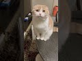 呼んだら返事をする猫が可愛すぎる❤️ スコティッシュフォールド