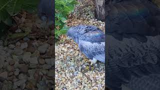CHILEAN EAGLE-BUZZARD FEEDING