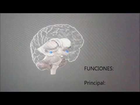 la am gdala cerebral 3d youtube la am gdala cerebral 3d youtube