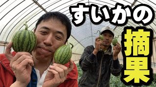 大興奮 スイカの交配 信州松本波田のスイカ通販 そーゆー農園