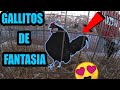 Gallitos miniatura increíble variedad kikiriki