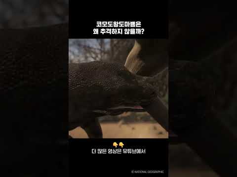 코모도왕도마뱀은 왜 추격하지 않을까?