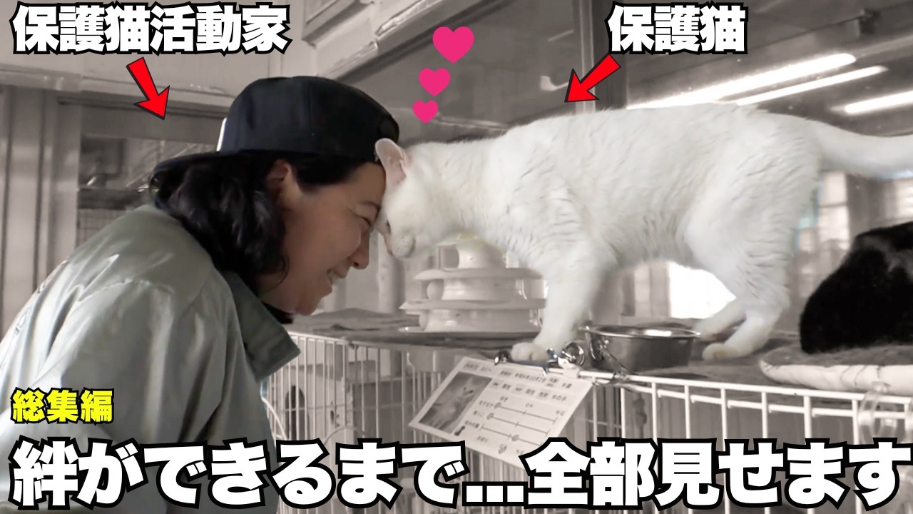 【完全版】大量の野良猫を捕獲の瞬間！早く保護してあげないと命がやばいので緊急出動した