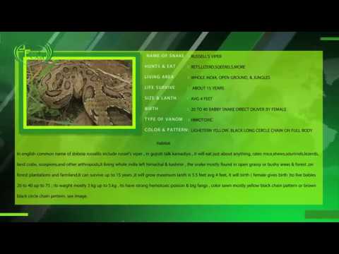 prolonged russell viper venom test russell's viper-information-guideline-in[hindi/gujarati/english]for our nature saving tube |by arjun