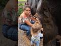 Another beautiful day Cow milking by hand part 8 | Tatiane Dairy Farm| #shortsfeed #farming #viral