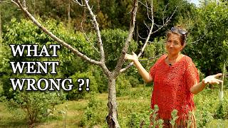 Is Our Food Forest Failing?! Devastating Fruit Tree Losses & Problems - Spring Tour