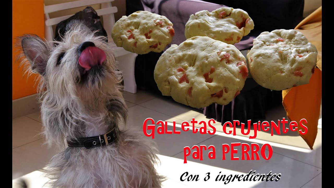 GALLETAS PARA PERROS en microondas, riquísimas, 3 ingredientes, dog