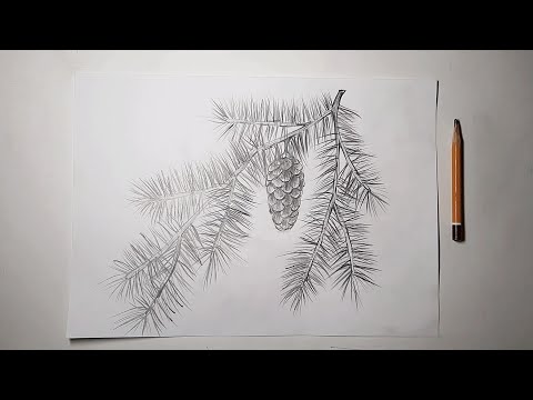 Еловая ветка простым карандашом. Как нарисовать ветку ели с шишкой