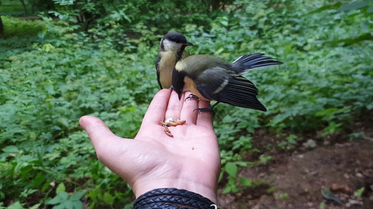 Выпустить грызуна и паукана, покормить ворон, уточек и ёжика, поесть пончиков