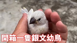 Unboxing silver chick amazed guy; cared for  masked bird bro  nonstop.