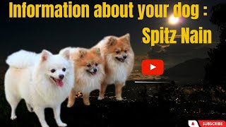 The Enchanting Spitz Nain: A Heartwarming Journey Into The Lives Of The Adorable Dogs