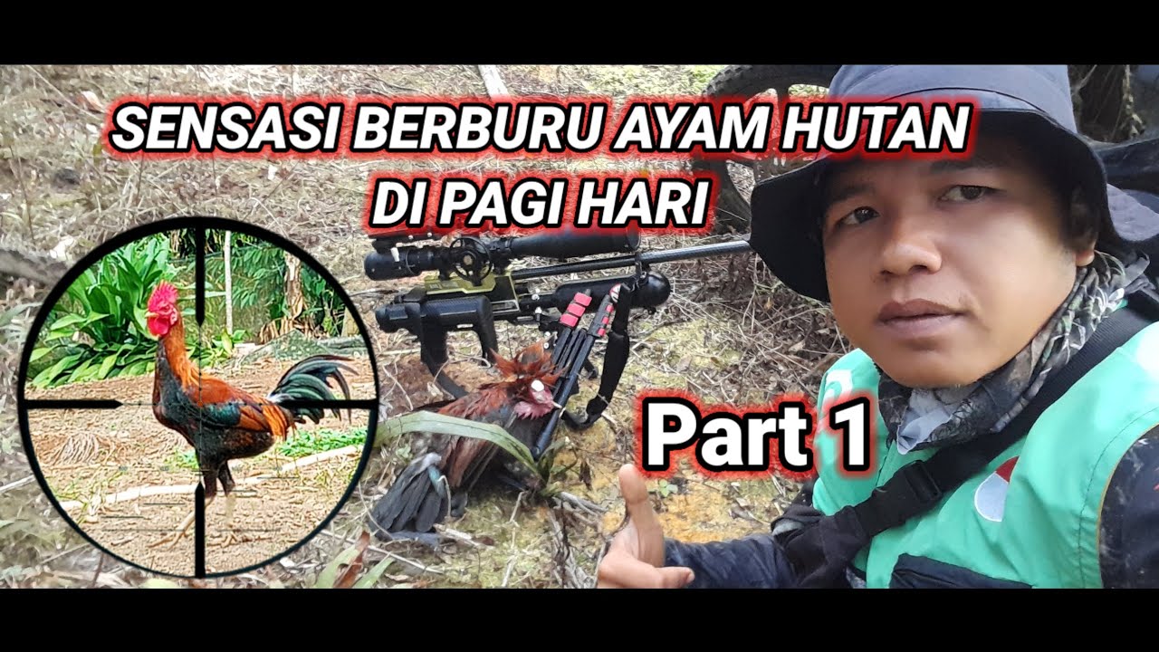 GREGET‼️Ternyata Begini Sensasi Nya BerBuru Ayam Hutan Di Pagi Hari 