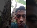 Banyak semut di tanaman #pertanian