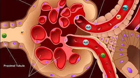 USMLE® Step 1 High Yield: Nephrology: Diuretics