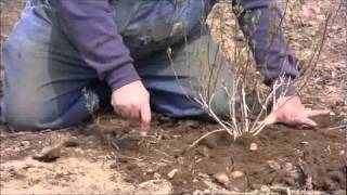 Forsythia Propagation