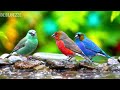 🔴 LIVE 24/7: Healing Piano & Spring Nature 🌿 Mindfulness Music for Concentration