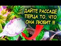 1/2 чайной ложки на литр воды и рассада перца растет в два раза быстрее! Чем подкормить рассаду.