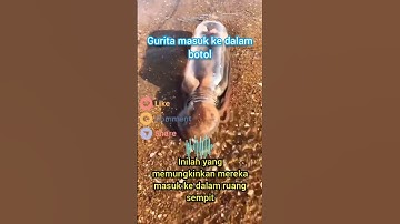 kok bisa sih?... ||Lautan cerita #ikan #laut #funfacts #shortsfeed #shorts