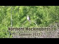 Northern Mockingbirds 🎶