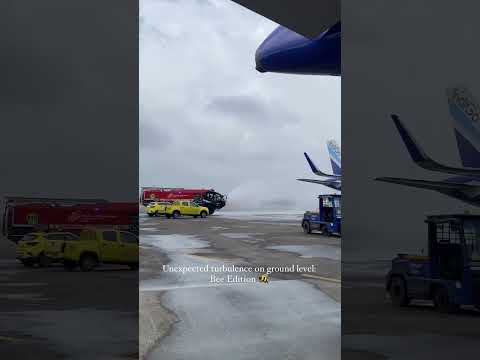 🚨 Tail under attack by bees | #csmia #indigo #planespotting #aviation #aviationlovers #airbus #320