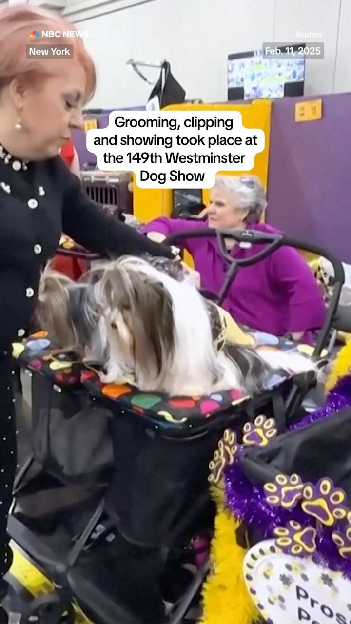 Grooming, clipping and showing took place at the 149th Westminster Dog Show
