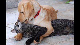 Extreme Funny Animals Compilation Ever | Best Funny Animal Videos In 2022 | Funny Animals Life