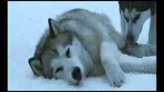 Enigma-Eight Below