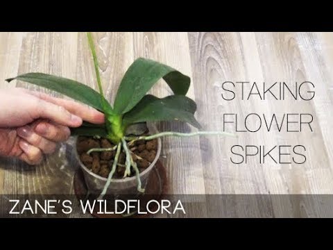 Video: How Many Orchids Bloom? 19 Photos How Often Does Flowering Happen And How Does It Start? Orchid Care During Flowering