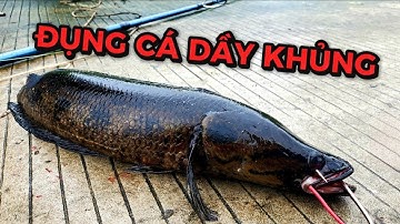 SĂN CÁ LÓC RỪNG U MINH THƯỢNG - ĐỤNG 3 EM HUGO ĐÓNG CÁ TÊ TAY - TẬP 3