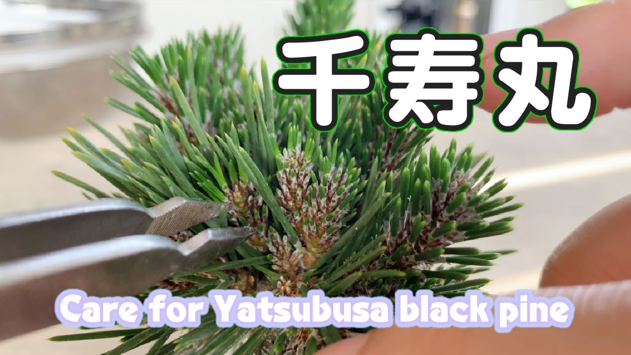 Care for Yatsubusa black pine (cutting intermediate buds and