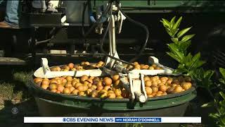 CBS Evening News - 24/1/22 - 19EST