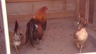 GALLO HATCH 【Características, Combate, Variedades y Cruzas 】
